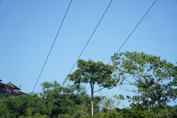 Obraz premium Power Lines with Green Trees Against a Clear Blue Sky