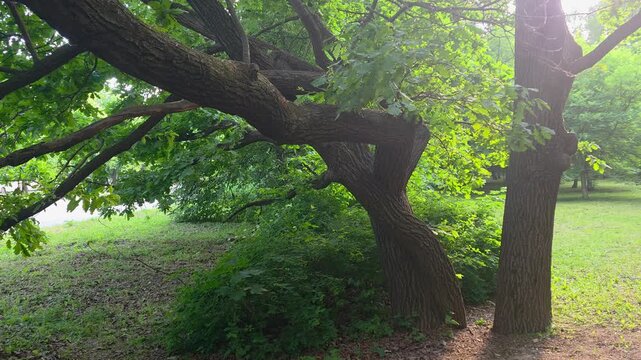 Exploring a park with large trees, green plants, and sunlight during a warm afternoon