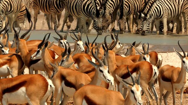 many different african animals gather at the waterhole in the desert 406
