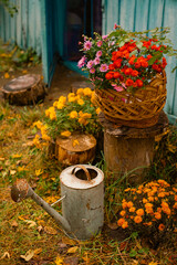 Rustic autumn garden with vintage watering can, basket of chrysanthemums and fallen leaves © cenchild
