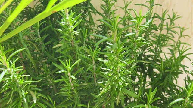 Close-up of fresh green rosemary growing in a balcony pot. Dense bush of organic aromatic herb sways in daylight; spicy twigs with needlelike leaves are ready for harvest in Mediterranean home garden.