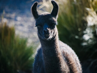 Fluffy black llama looking at camera in the altiplano of Bolivia © Martin