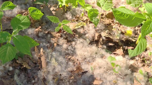 Spring time nature walk in a forest with plants and soft white cotton-like fluff on the ground