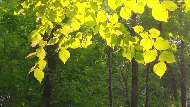 Sunlight shining through leaves in the forest during summer afternoon