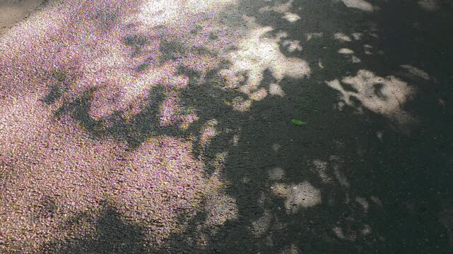 Shadows on a road with light filtering through trees in a park during the daytime