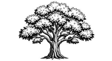 Detailed sketch of a large deciduous tree with expansive canopy and visible roots © galendra