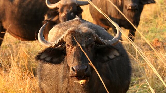 oxpecker on head of buffalo, searching for parasites, portrait 153 
