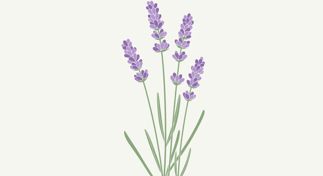 Purple lavender flower sprigs minimalist illustration gentle background