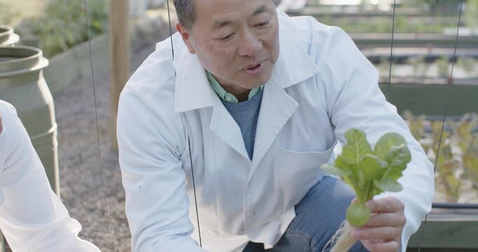 Diverse team watching Asian man kneeling lifting plant and showing roots during greenhouse demo