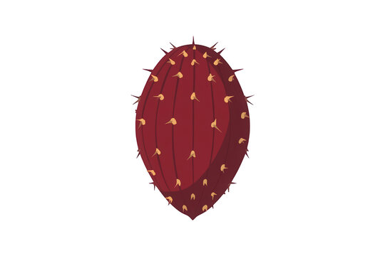 Prickly pear fruit vector illustration with sharp spines, red nopal tuna isolated on transparent background