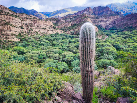 Tall cardon cactus growing in a lush green valley surrounded by the majestic Andes mountains of South America