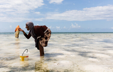 Afrykańskie kobiety zbierające skorupiaki na plażach Zanzibaru Tanzania © kubikactive