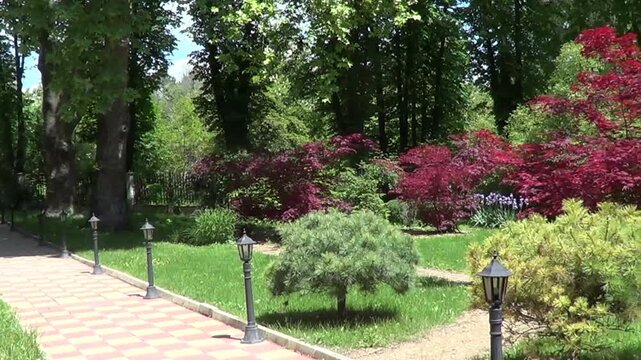 Landscape with red maple tree, Saints Constantine and Helena resort, Bulgaria.