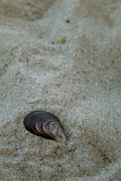 Vertical Shot of Shell in Sand