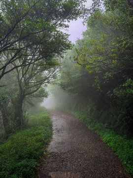 Misty Forest Trail in Riverston, Knuckles Mountain Range, Sri Lanka
