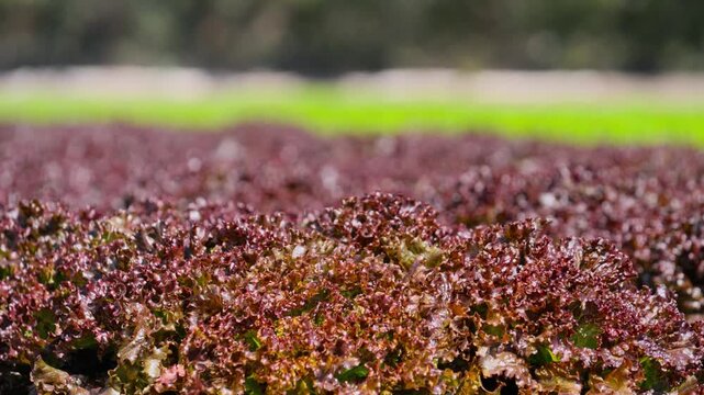 Low angle shot of fresh red leaf lettuce growing in rows on agricultural farmland