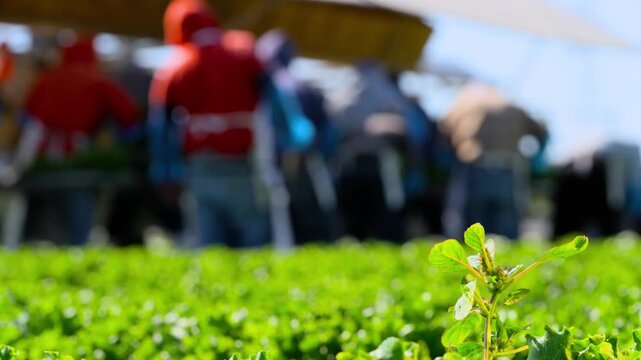 Agricultural workers harvesting fresh green vegetables on a mobile field packing platform