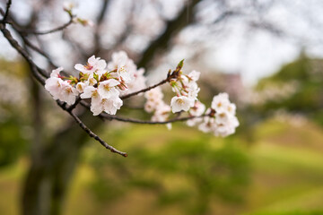 Naklejka premium A close-up photograph of delicate white and pale pink cherry blossoms (sakura) blooming on dark brown branches. The flowers are captured with shallow depth of field, creating a soft bokeh effect in
