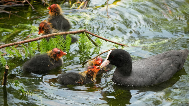 eurasian coot (fulica atra) parent feeding its young chicks in the water