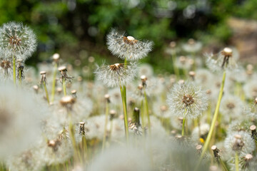 An atmospheric low-angle shot of a dense patch of dandelion weeds going to seed, featuring soft foreground bokeh and partially wind-blown fluff. © Sergej