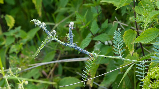 macro shot of many black aphids (aphidoidea) infesting the green stem of a plant