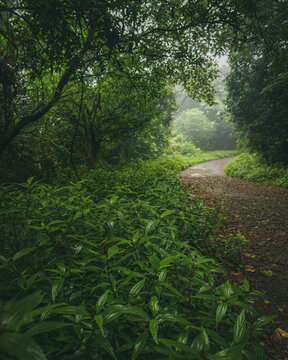Curving Forest Path in Riverston, Sri Lanka