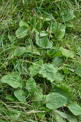 plantain grows on the road © Alusha