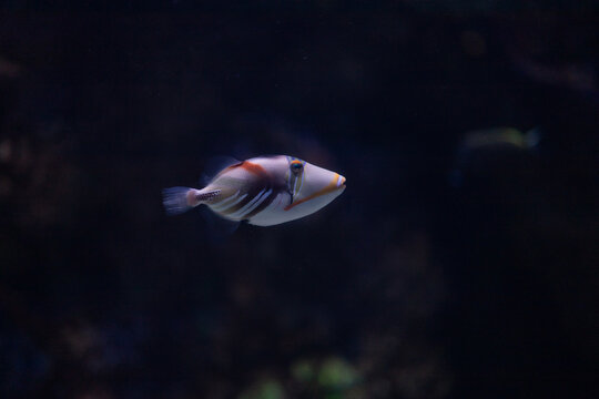 Picasso triggerfish swimming underwater in dark deep water lagoon coral reef aquarium background.
