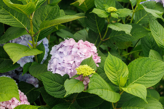 Pink hydrangea flowers blooming among lush green leaves