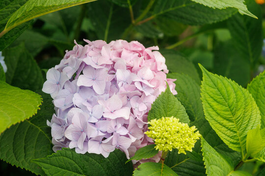 Pink hydrangea blossom surrounded by fresh green foliage