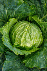 Obraz premium Fresh green cabbage growing in vegetable garden