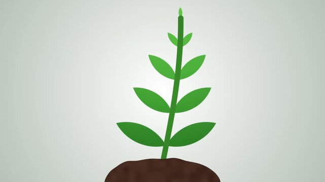 Animation of a green plant sprouting from soil and growing before retracting on a light background