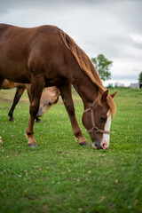 Obraz premium Horse Life 