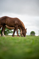 Fototapeta premium Horse Life 