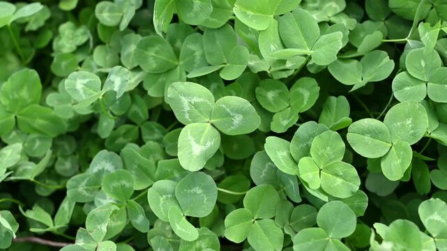 Close-up of fresh green clover leaves forming a natural background. Ideal for themes of nature, spring, ecology, freshness, and botanical textures.