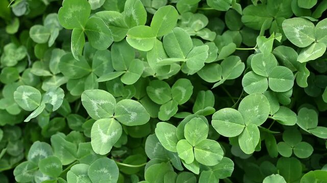 Close-up of fresh green clover leaves forming a natural background. Ideal for themes of nature, spring, ecology, freshness, and botanical textures.