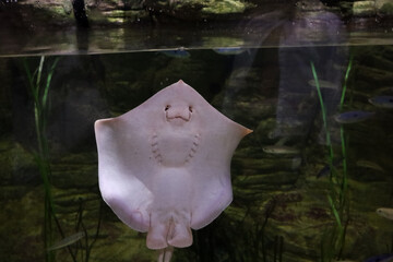 Stingray swimming near glass showing mouth and gill slits in marine aquarium water background tank. © Sveta