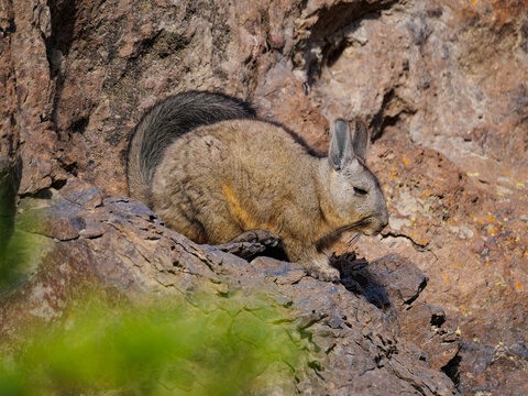 A wild southern viscacha resting on rocky mountain cliffs in the high altitude landscape of South America