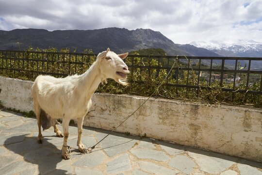 Spring in Crete, goat bleating, snow-capped mountains, cloudy sky, Amari Basin, Amari, Psiloritis, Ida Massif, Thronos, Central Crete, island of Crete, Greece