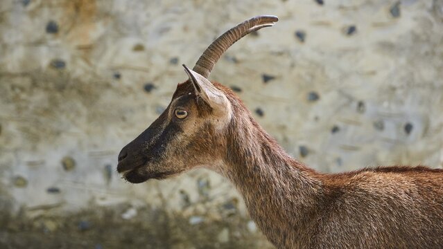 Kri-kri, endangered endemic Cretan wild goat, profile, head and anterior body, house wall, Samaria settlement, resting place, Samaria Gorge, Samaria, gorge, national park, Omalos, Lefka Ori, White Mountains, West Crete, island of Crete, Greece