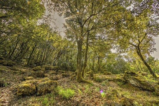 Enchanted Forest, Lichens, Forest, Parco Nazionale Isola di Pantelleria, Montagna Grande, Pantelleria, Pelagic Islands, Sicily, Italy