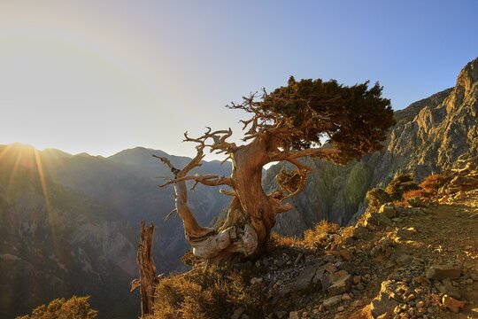 Morning light, sunrise, sun as a star, climbing Gingilos, Omals, Gingilos, Samria gorge, gnarled tree, Crete, Chania province, Greece