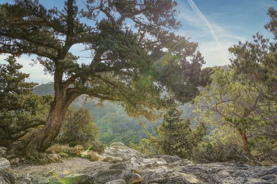 HDR, Sky replaced, A large tree stands on a rocky outcrop with dense forest and blue sky in the background, Kastro Monolithou, Monolithos Castle, Monolithos rock castle, Monolithos village, Rhodes, Dodecanese, Greek Islands, Greece