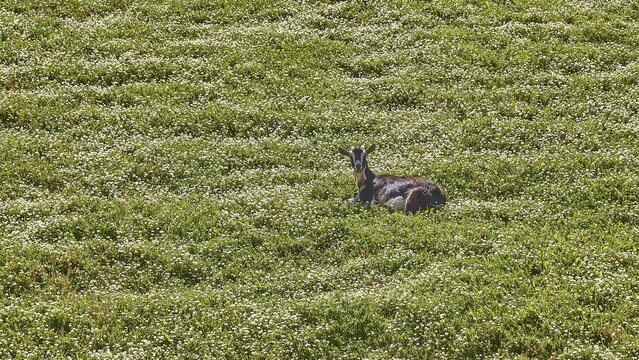 Goat lying on green spring meadow, white flowers, lake of Agia, province of Chania, Crete, Greece