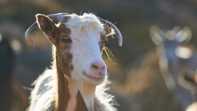 Portrait of a goat with shining fur in the warm light, goat (n), free-range, west of Ntia-Lastos-Flaskounia Natural Park, mountains, Karpathos, Dodecanese, Greek Islands, Greece