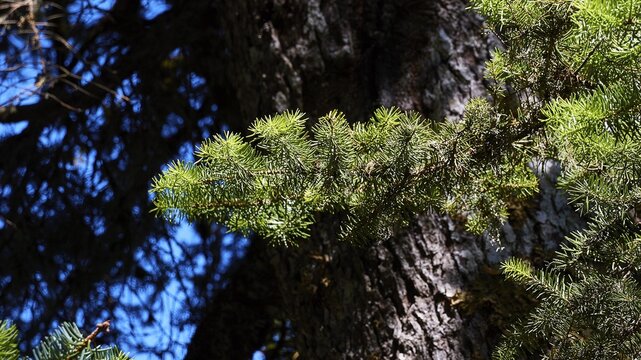 Branch of a Kefalonia fir (Abies cephalonica), tree trunk, Mount Enos, Kefalonia Island, Ionian Islands, Greece