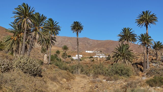 Palm trees, dry stream bed, settlement, Barranco de Las Penitas, blue cloudless sky, Fuerteventura, Canary Islands, Spain