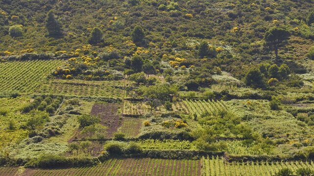 Vineyards, fields, trees, green cultivated landscape, Valdichiesa, Monte dei Porri, Salina, Aeolian Islands, Sicily, Italy
