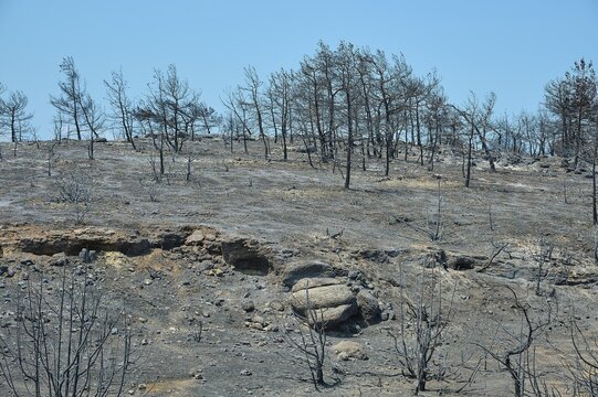 A desolate, charred landscape with burnt trees on a hill after a fire, forest fires, summer 2023, forest fire damage, Kiotari, Rhodes, Dodecanese, Greek Islands, Greece