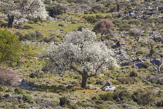 Flowering fruit trees, barren machia landscape, spring, green fringe, Kritsa, lassithi province, Crete, Greece